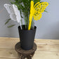 Butterfly plants decor