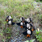Handcrafted 3D Puffin Ornament